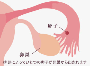 排卵によってひとつの卵子が卵巣から出されます