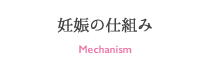 妊娠の仕組み